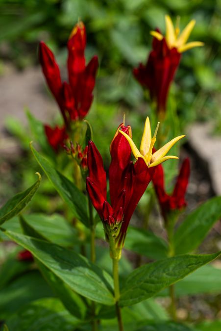 zur Vergrößerungsansicht des Bildes: Feuerenzian (Spigelia marilandica); Foto: Wolfgang Teschner