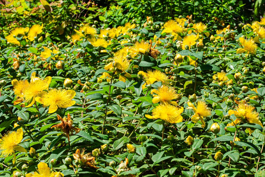zur Vergrößerungsansicht des Bildes: Großkelchige Johanniskraut (Hypericum calycinum); Foto: Wolfgang Teschner