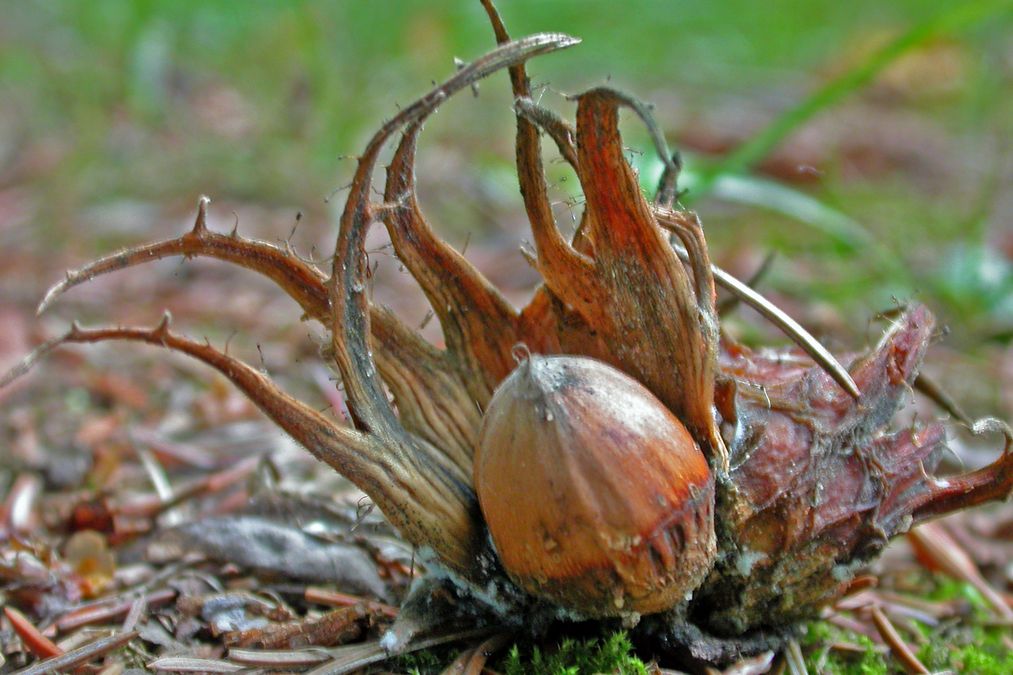 zur Vergrößerungsansicht des Bildes: Frucht der Gemeinen Hasel (Corylus_avellana), Foto: Wolfgang Teschner