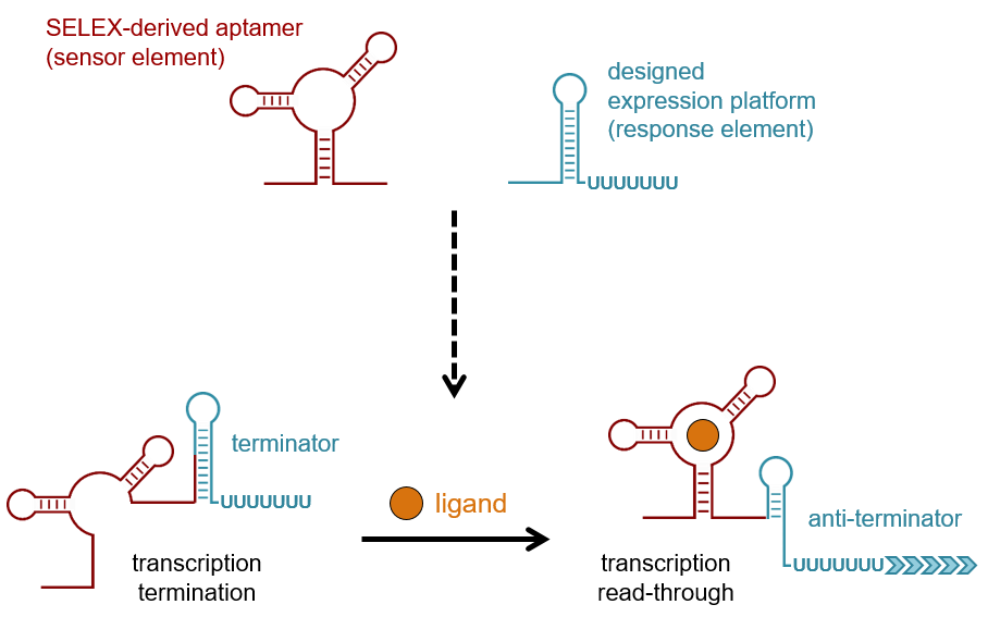 enlarge the image: riboswitches consist of a sensor and a response element. Example: a transcriptional ON-switch which enables transcription only after substrate binding