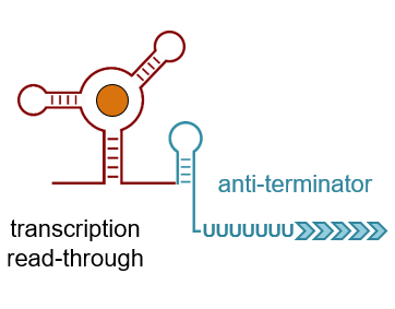 Überblick modularer Aufbau synthetischer Riboswitches