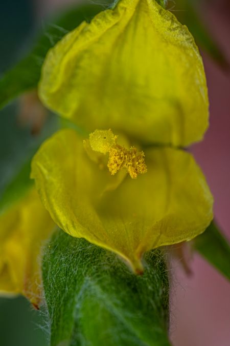 zur Vergrößerungsansicht des Bildes: Blüte des Wolligen Froschmäulchens (Philydrum lanuginosum); Foto: Wolfgang Teschner