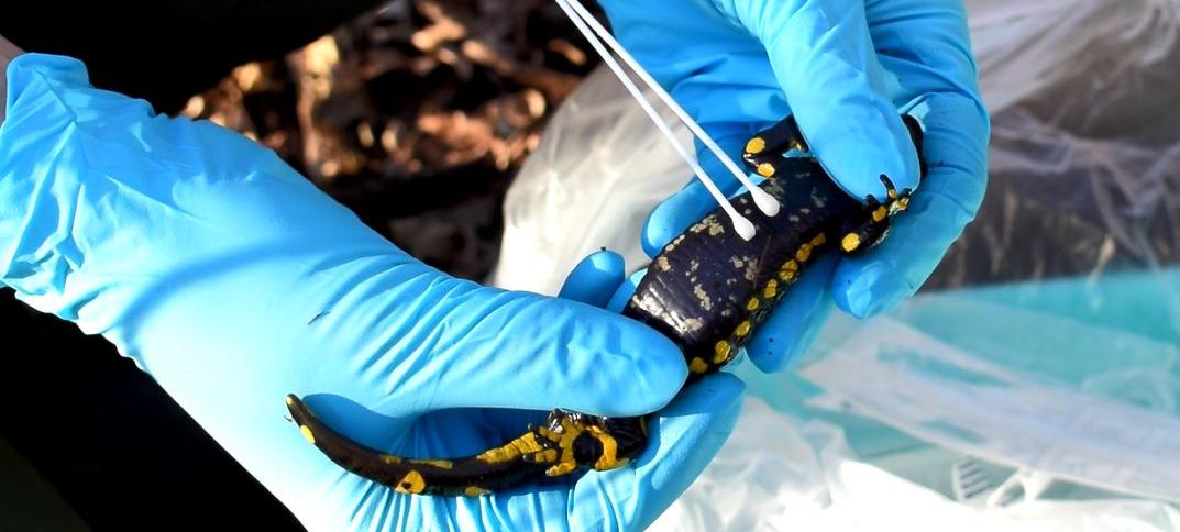 zur Vergrößerungsansicht des Bildes: Feuersalamander beim Swabbing der Bauchseite