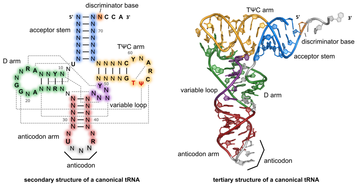 zur Vergrößerungsansicht des Bildes: kleeblattförmige Sekundär- und L-förmige Tertiärstruktur kanonischer tRNAs 