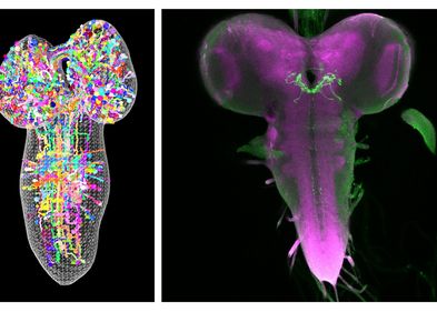 Die Abbildung zeigt links eine Teilrekonstruktion des larvalen Gehirns in einem 3D elektronenmikroskopischen Volumen. Jede Kugel steht hier für eine einzelne Nervenzelle der insgesamt ungefähr 12.000 Neuronen, die in unterschiedlichen Farben dargestellt sind. Rechts ist ein lichtmikroskopisch markiertes larvales Gehirn von Drosophila zu sehen (magenta). Die einzelnen Nervenzellen, die für die Wahrnehmung von Kälte und Wärme eine Rolle spielen, sind hier grün markiert.