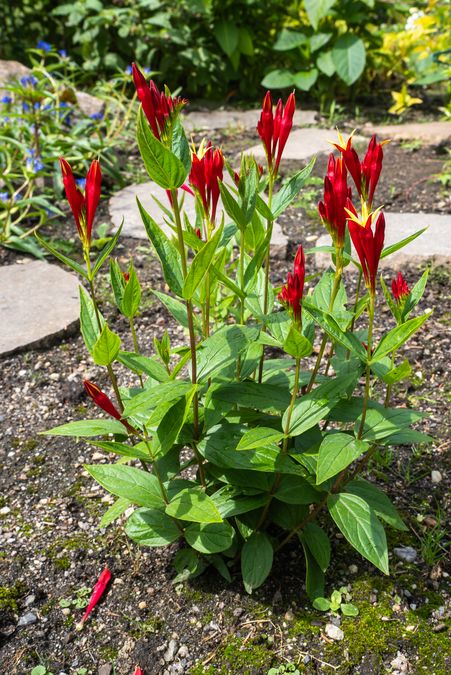 zur Vergrößerungsansicht des Bildes: Feuerenzian (Spigelia marilandica); Foto: Wolfgang Teschner