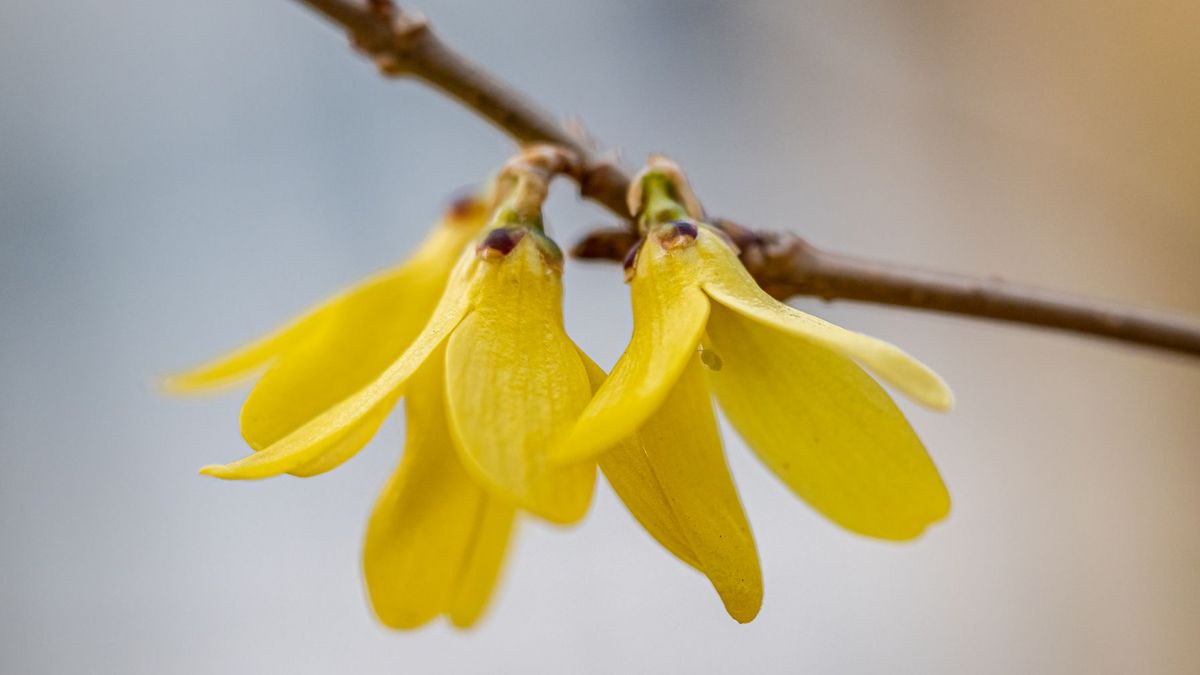 zur Vergrößerungsansicht des Bildes: Blüte der Forsythia europaea, Foto: W. Teschner