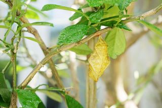 Am Ast eines Zitrusgewächses hängt eine kleine hellbraune Puppe eines Schmetterlings. Die hellbraune Puppe verwandelt sich nun die Raupe in einen Falter.