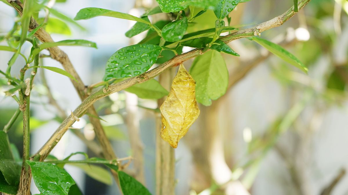 zur Vergrößerungsansicht des Bildes: Am Ast eines Zitrusgewächses hängt eine kleine hellbraune Puppe eines Schmetterlings. Die hellbraune Puppe verwandelt sich nun die Raupe in einen Falter.