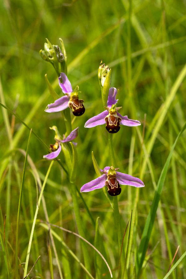 zur Vergrößerungsansicht des Bildes: Mehrere Exemplare des Bienen-Ragwurz (Ophrys apifera)