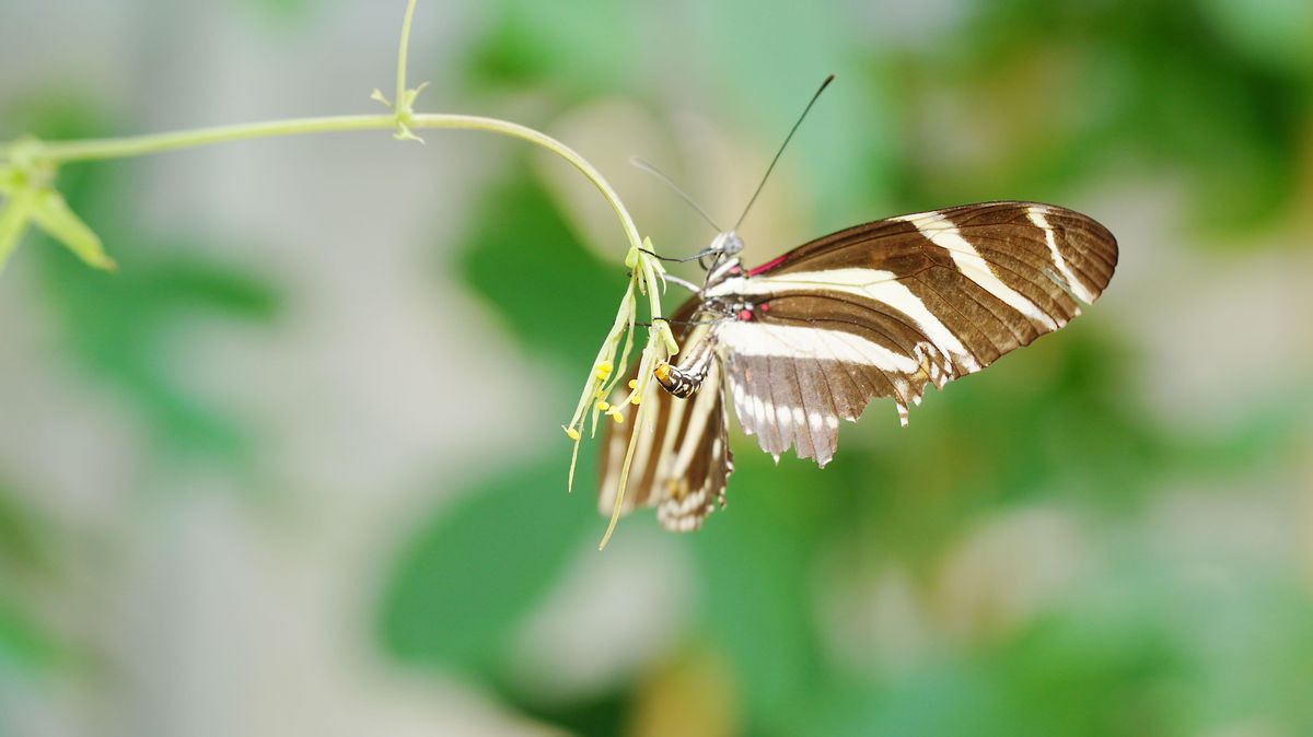 zur Vergrößerungsansicht des Bildes: Schmetterling während der Eiablage auf einer Pflanzenranke.
