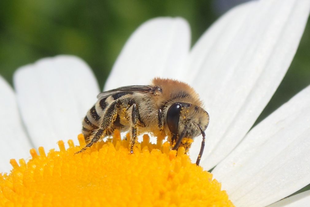 zur Vergrößerungsansicht des Bildes: Rainfarn-Seidenbiene (Colletes similis) im Botanischen Garten Leipzig, Foto: Maik Hausotte, det. Frank Burger