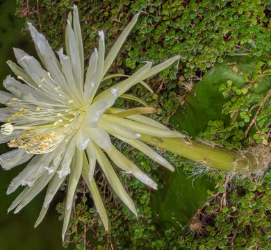 Blüte der Amazonas Mondblume (Selenicereus wittii), Foto: Wolfgang Teschner