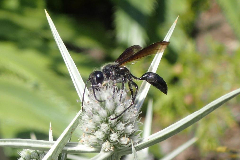 zur Vergrößerungsansicht des Bildes: Stahlblauer-Grillenjäger (Isodontia mexicana) im Botanischen Garten Leipzig, Foto: Maik Hausotte