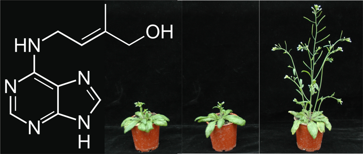 enlarge the image: Photo showing wild type and developmental mutants of the model plant Arabidopsis thaliana