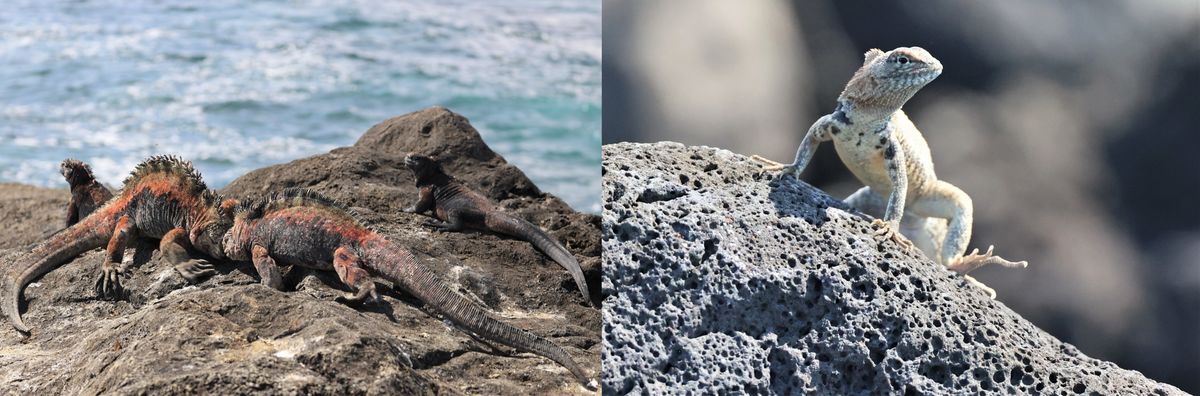 zur Vergrößerungsansicht des Bildes: Männliche Meerechsen beim Kampf (links) und eine Lava-Echse (rechts), Bild: Sebastian Steinfartz