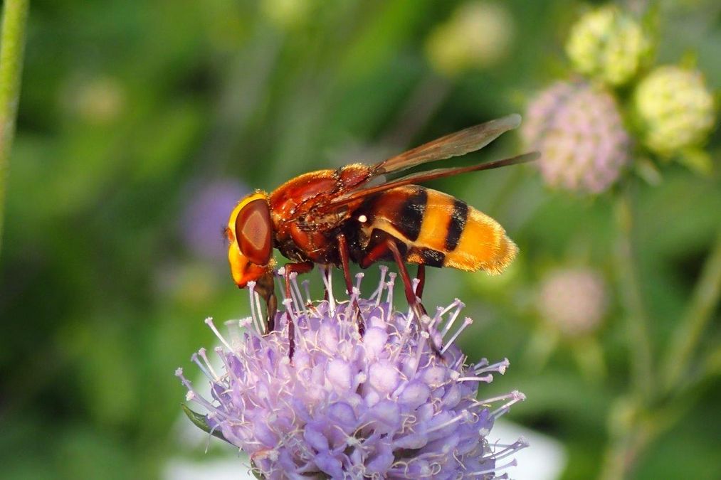 zur Vergrößerungsansicht des Bildes: Hornissenschwebfliege (Volucella zonaria) im Botanischen Garten Leipzig, Foto: Maik Hausotte.