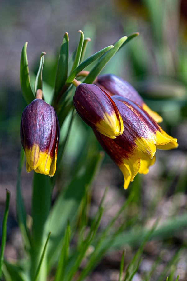 zur Vergrößerungsansicht des Bildes: Mehrere Blüten von Michailovsykyi’s Schachblume (Fritillaria michailovskyi)