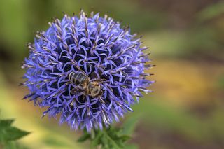 Blaue, kugelförmige Blüte der Kugeldistel in Nahaufnahme