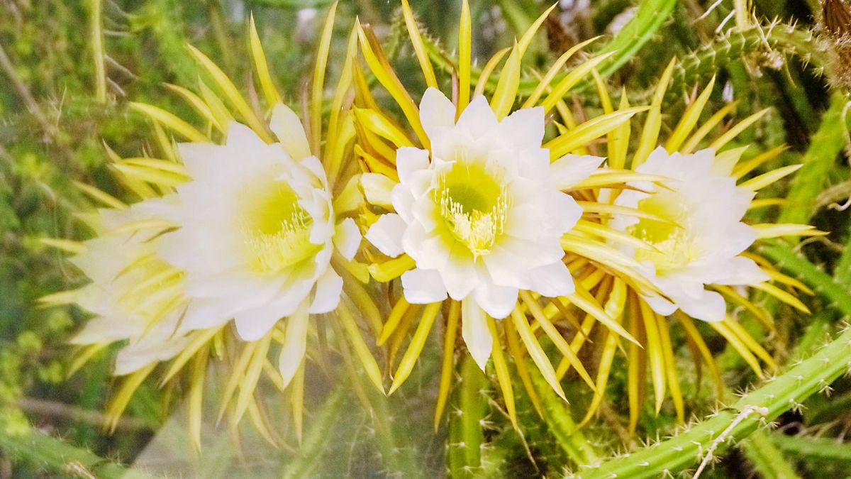zur Vergrößerungsansicht des Bildes: Die Königin der Nacht (Selenicereus grandiflorus) mit voll geöffneten Blüten.