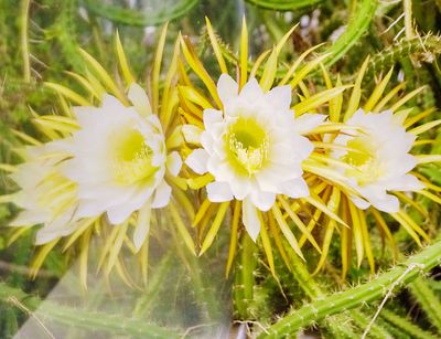 Die Königin der Nacht (Selenicereus grandiflorus) mit voll geöffneten Blüten.