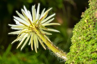 Blüte der Amazonas Mondblume (Selenicereus wittii), Foto: Wolfgang Teschner