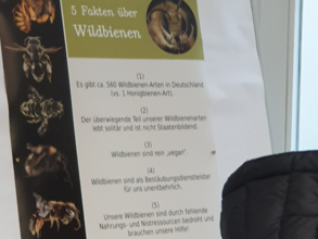 5 Fakten über Wildbienen