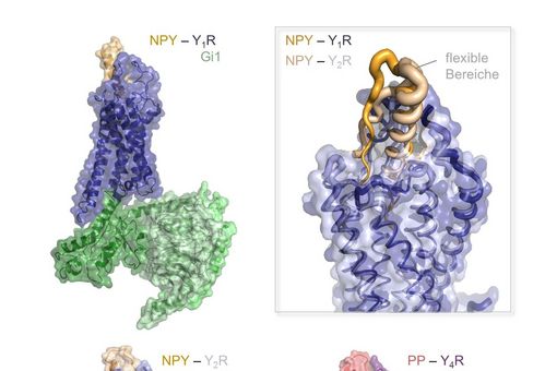 Structures of three peptide-receptor complexes of the human NPY family. The peptide ligand is shown in orange (NPY) and red (PP), the receptors in blue and violet respectively, the interaction partner in the cell is a so-called G protein, shown in green. Top right: enlarged detailed image showing the bound structure and dynamics of NPY at Y1R and Y2R.