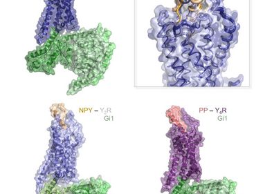 Strukturen von drei Peptid-Rezeptorkomplexen der menschlichen NPY Familie. Der Peptidligand ist jeweils in orange (NPY) und rot (PP) dargestellt, die Rezeptoren in blau bzw. violett, der Interaktionspartner in der Zelle ist ein sogenanntes G Protein, grün dargestellt. Oben rechts: Vergrößerte Detailabbildung, die vergleichend die gebundene Struktur und Dynamik von NPY am Y1R und Y2R zeigt.