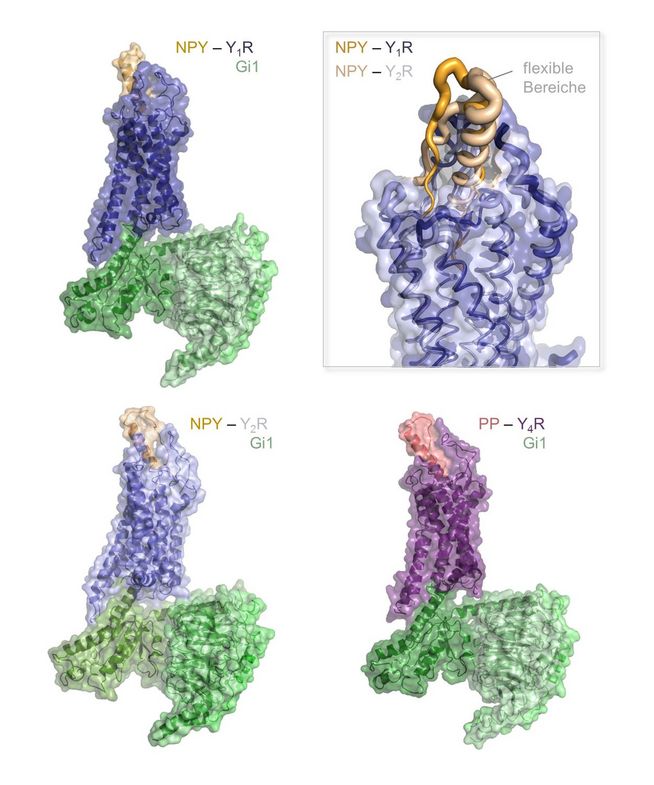 Strukturen von drei Peptid-Rezeptorkomplexen der menschlichen NPY Familie. Der Peptidligand ist jeweils in orange (NPY) und rot (PP) dargestellt, die Rezeptoren in blau bzw. violett, der Interaktionspartner in der Zelle ist ein sogenanntes G Protein, grün dargestellt. Oben rechts: Vergrößerte Detailabbildung, die vergleichend die gebundene Struktur und Dynamik von NPY am Y1R und Y2R zeigt.