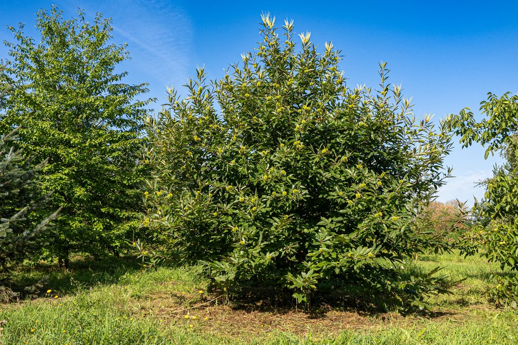 zur Vergrößerungsansicht des Bildes: Edelkastanie (Castanea sativa), Foto: Wolfgang Teschner