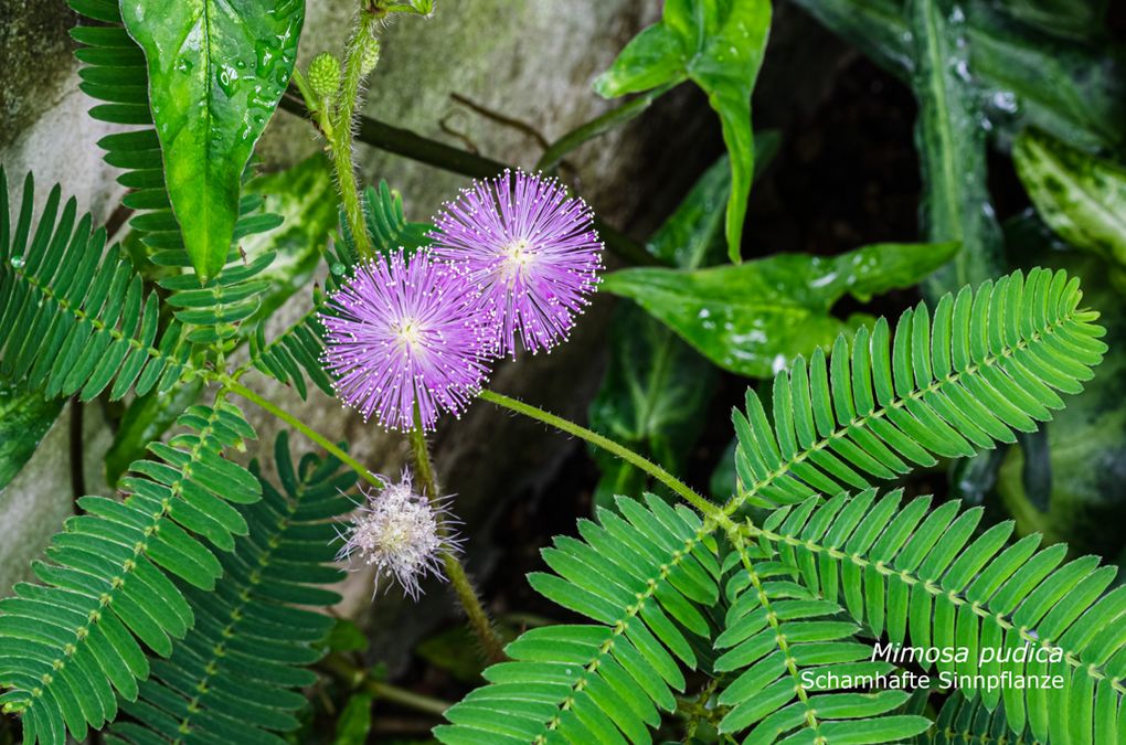 zur Vergrößerungsansicht des Bildes: Schamhafte Sinnpflanze (Mimosa Pudica), Foto: Wolfgang Teschner