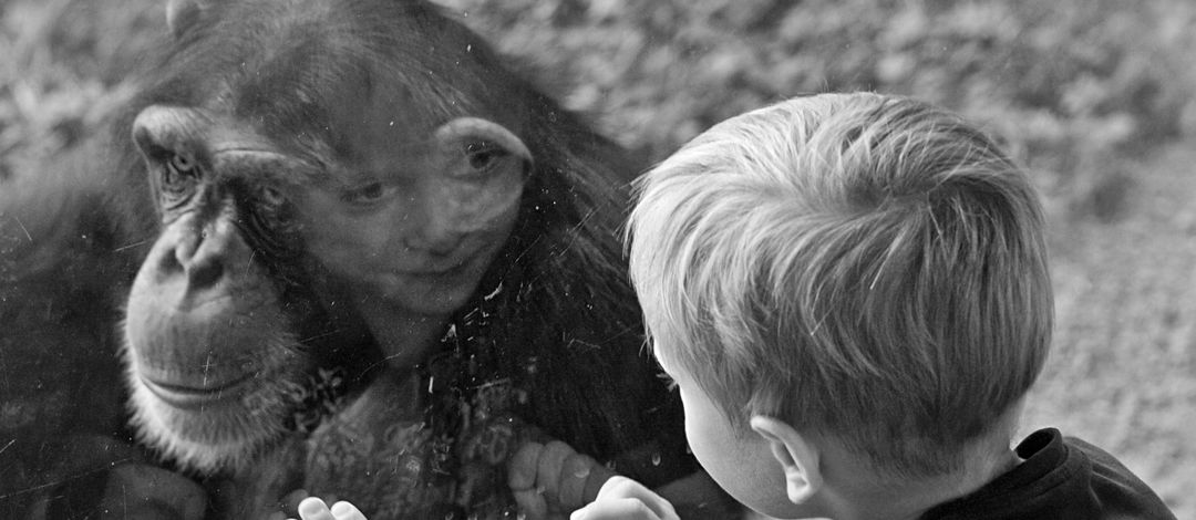 A young chimpanzee at Leipzig Zoo and a human child, who is a visitor in the ape house, look at each other through the glass pane.