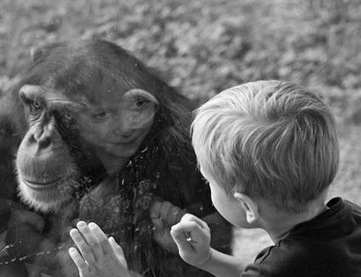 Ein junger Schimpanse im Zoo Leipzig und ein Kind, welches als Besucher im Affenhaus ist, betrachten sich gegenseitig durch die Glasscheibe.