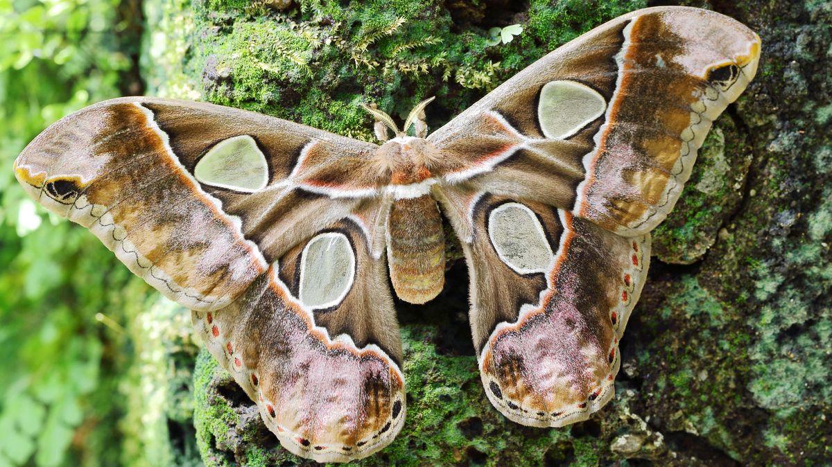 zur Vergrößerungsansicht des Bildes: Atlasspinner mit ausgebreiteten Flügeln sitzt an einem Baumstamm im Schmetterlingshaus.
