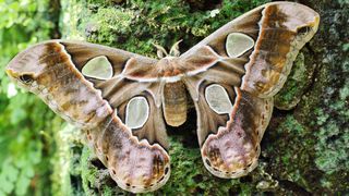 Atlasspinner mit ausgebreiteten Flügeln sitzt an einem Baumstamm im Schmetterlingshaus.
