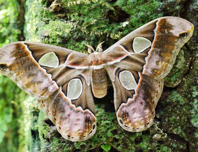 Atlasspinner mit ausgebreiteten Flügeln sitzt an einem Baumstamm im Schmetterlingshaus.