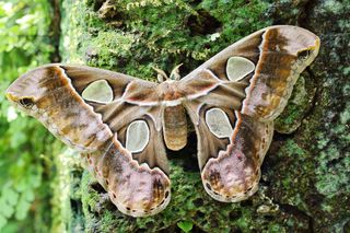 Atlasspinner mit ausgebreiteten Flügeln sitzt an einem Baumstamm im Schmetterlingshaus.