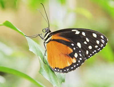 Ein Falter der Gattung Heliconius sitzt auf einem Blatt im Schmetterlingshaus. Der Hintergrund ist unscharf.