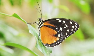 Ein Falter der Gattung Heliconius sitzt auf einem Blatt im Schmetterlingshaus. Der Hintergrund ist unscharf.