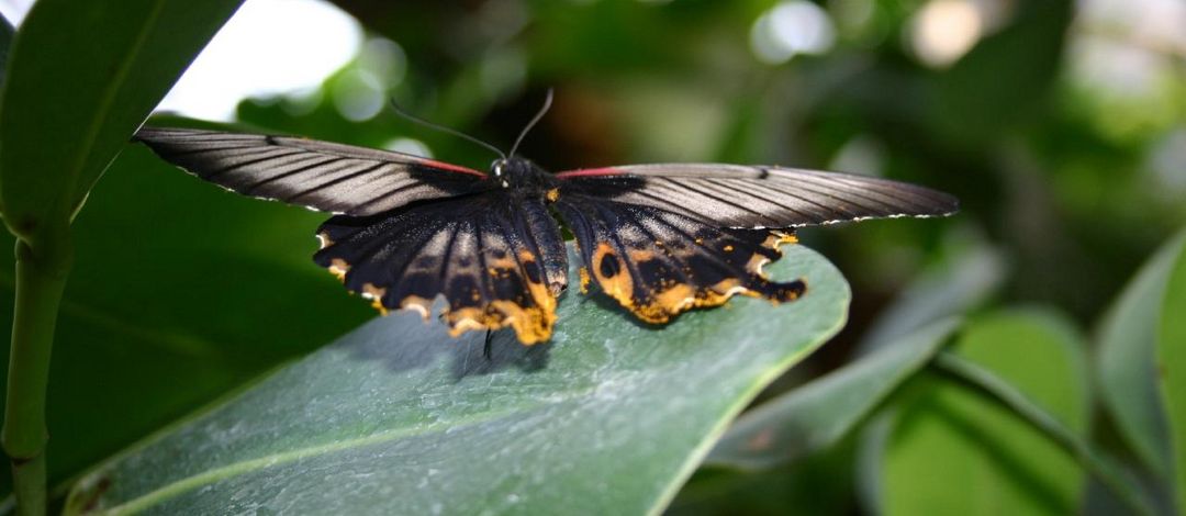 Ein vorwiegend schwarzer Schmetterling der auf einem Blatt sitzt