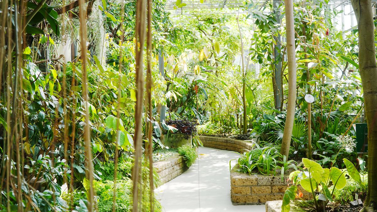 Blick vom Eingang der Orangerie in das tropische Gewächshaus mit Pflanzen aus den Regenwäldern der Neotropis - der sogenannten Neuen Welt. 