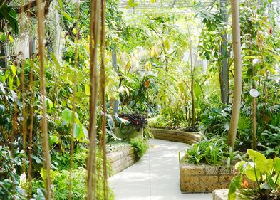 Blick vom Eingang der Orangerie in das tropische Gewächshaus mit Pflanzen aus den Regenwäldern der Neotropis - der sogenannten Neuen Welt. 