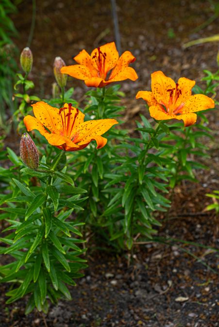 zur Vergrößerungsansicht des Bildes: Feuerlilie (Lilium bulbiferum var. bulbiferum), Foto: Wolfgang Teschner