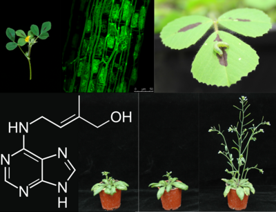 Model organisms and plant hormones that are the subject of research in the Department of General and Applied Botany. Photos: Franziska Krajinski-Barth and Wolfram Brenner