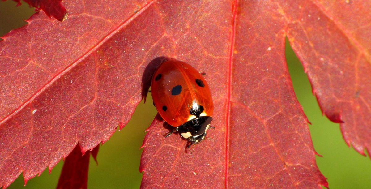 zur Vergrößerungsansicht des Bildes: Marienkäfer auf einem roten Blatt