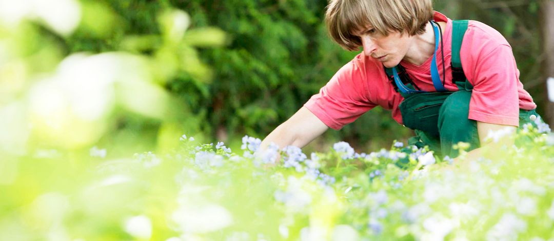 Mitarbeiterin bei der Pflanzenpflege im Freigelände des Botanischen Gartens..