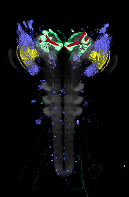 zur Vergrößerungsansicht des Bildes: Darstellung von verschiedenen Zellpopulationen im Gehirn der Drosophila Larve
