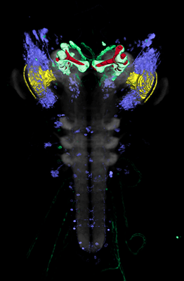 enlarge the image: Darstellung von verschiedenen Zellpopulationen im Gehirn der Drosophila Larve