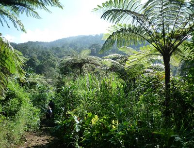 Zu sehen sind tropische Wälder, Foto: Alexandra Müllner-Riehl